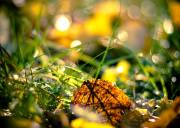 Auspicious perfectionAuspicious perfectionAuspicious perfection